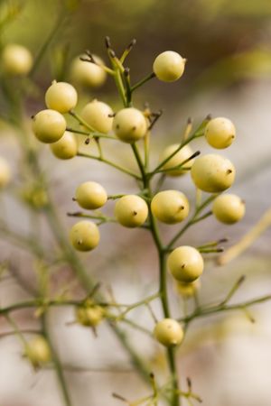 young elderberries in springの写真素材