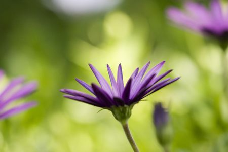 Purple daisy getting ready to bloomの写真素材