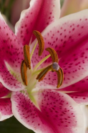 Bright pink Daylily Spider Manの写真素材