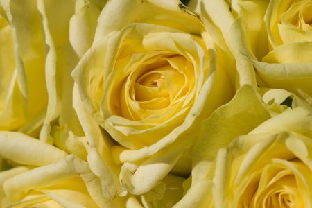 yellow roses close upの写真素材