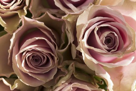 Pretty light pink rosesの写真素材