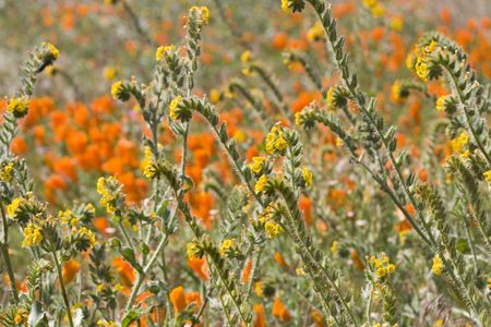 Pretty California mountain landscape in Springの写真素材