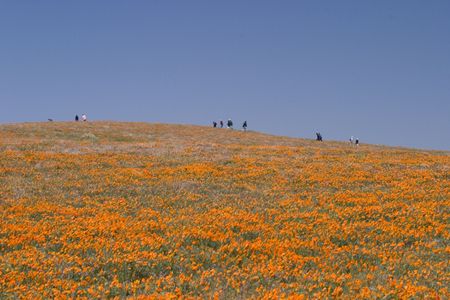 Visitors walking up the park at the Antelope Valley Poppy Preserveの写真素材