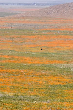 Valley of golden poppiesの写真素材