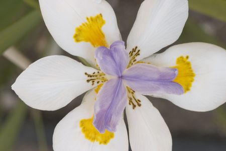 White irisの写真素材