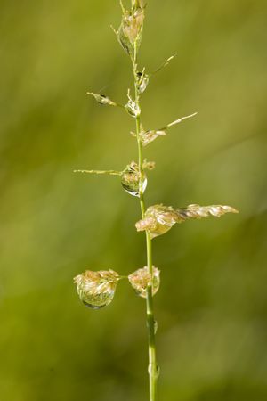 water droplets on young plantの写真素材
