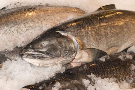 Fish for sale at the morning market