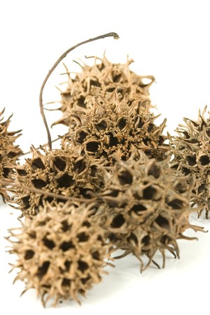 cluster of spiny acorns isolated on whiteの写真素材