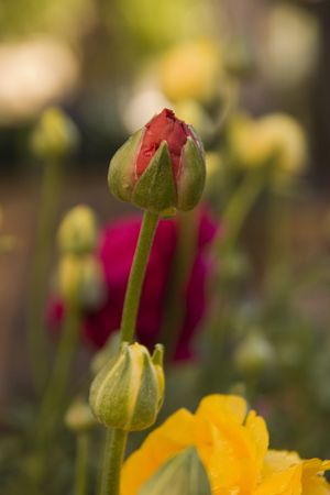 rose garden in the cityの写真素材
