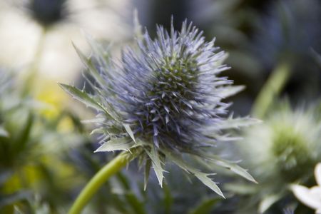 interesting blue seed podの写真素材