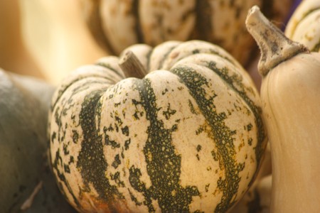 winter squash for sale