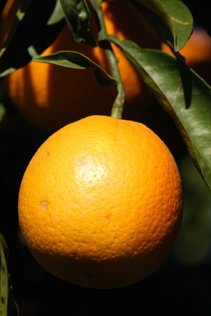 orange treeの写真素材