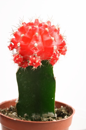 colorful cactus flowerの写真素材