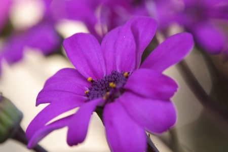 purple flower garden in the cityの写真素材