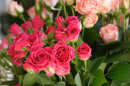 Gorgeous red roses の写真素材