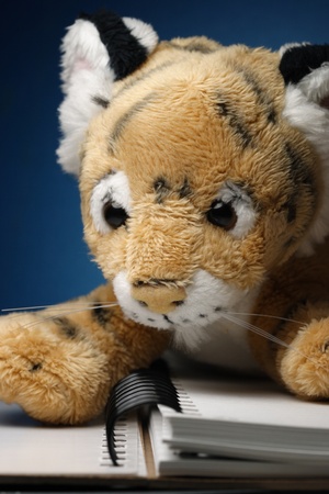 tiger cub soft toy and a bookの写真素材