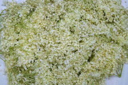 Sambucus nigra flowers. Sambucus nigra - Elder - The flowers and berries are used most often medicinally. Macro of delicate amazing blossoming of black sambucus (Sambucus nigra). Selective focusの写真素材