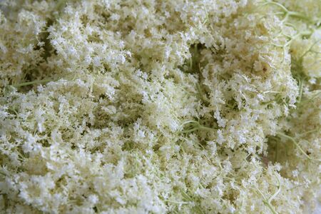 Sambucus nigra flowers. Sambucus nigra - Elder - The flowers and berries are used most often medicinally. Macro of delicate amazing blossoming of black sambucus (Sambucus nigra). Selective focusの写真素材