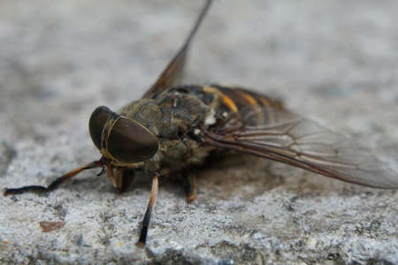 Macro of dead flies or fly insect. Dead fly in macro with Big brown eyes