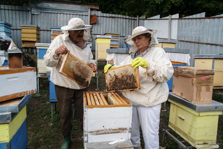 Close up of colony of bees crawling on the beehive frame with honeycomb. Bee crawling out of...
