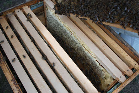 Close up of colony of bees crawling on the beehive frame with honeycomb. Bee crawling out of...