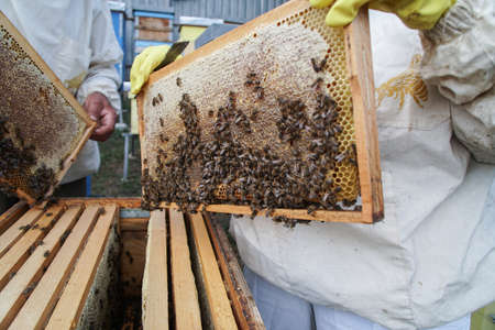 Close up of colony of bees crawling on the beehive frame with honeycomb. Bee crawling out of...