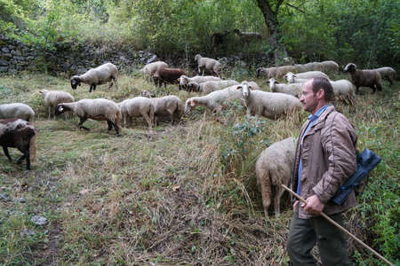 Agriculture concept. Shepherd with sheep on the field in mountains. Shepherd with his sheep on...