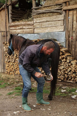 The master pincers removes the grown nail. A farrier works on a horse foot to clean it before...