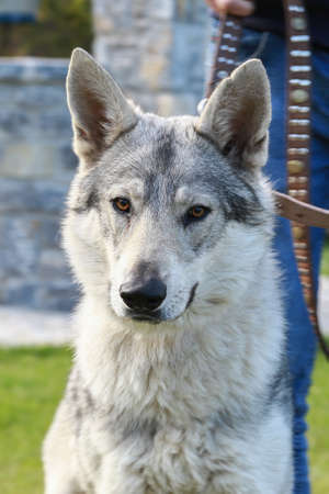 Portrait of a Czechoslovakian wolf dog with a leash around his neck in the open