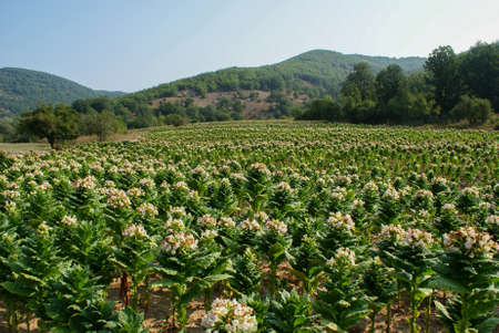 Healthy tobacco plants on a farm field. Blossoming tobacco plants in field. Tobacco big leaf crops growing in tobacco plantation fieldの写真素材