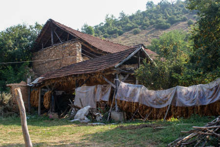 Traditional way of tobacco drying in tent, rural area, near the house. Traditional techniquesの写真素材