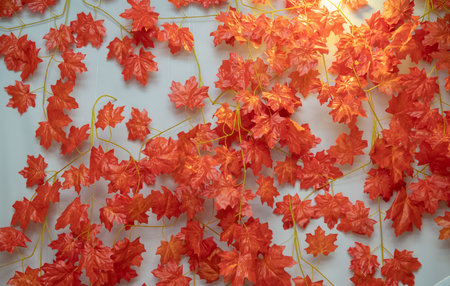 Autumn decoration in the studio. Photo zone for sessions, details of plants that are available in autumn, pumpkin, corn, cereals, as well as leaves with red color. Children's photo zone in autumn.の写真素材