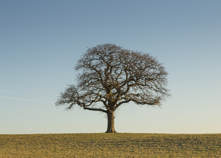 single tree in a fieldの写真素材