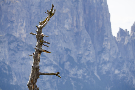 old dead tree in front of The Schlern, Dolomitesの写真素材