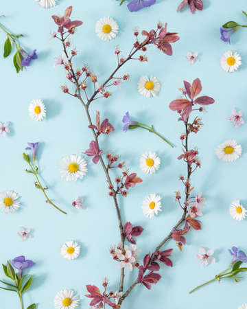 Floral concept of fresh Spring flowers on pastel blue background. Creative flat lay.の写真素材