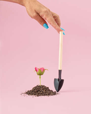Garden concept of planting and transplanting plants. Ground, fresh rose and shovel in hand. Pastel pink background.の写真素材