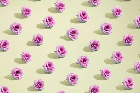 Creative Autumn pattern concept of fresh pink roses. Flowers on pastel yellow background.の写真素材