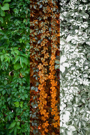 Creative flat lay concept of changing seasons on the fresh leaves. Summer, Autumn, Winter...