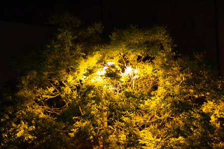 Night view of the city street at night with yellow lights and trees.の写真素材