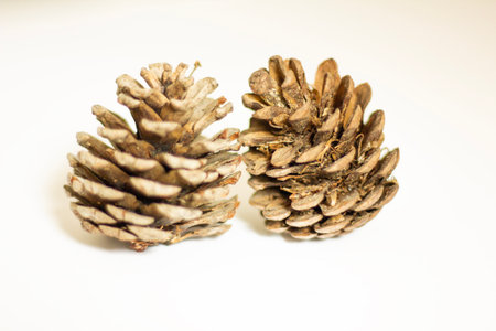 Pine cones on a white background. Pine cones on a white background.の写真素材