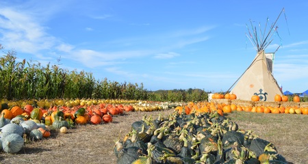 Pumpkin fieldのeditorial素材