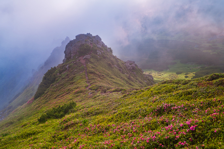 Mountain landscape with flowers in the morning mist. Blooming rhododendron. Karpaty, Ukraine, Europeの写真素材