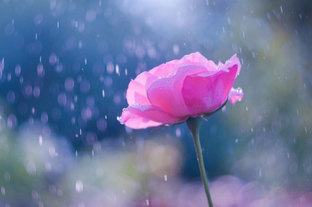 Pink rose in the summer rainの写真素材