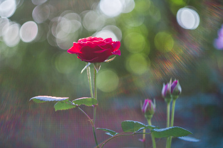 Red roses on the background bokehの写真素材