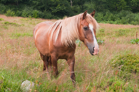 Beautiful chestnut horse grazing in the meadowsの写真素材