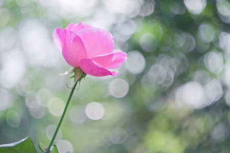 Light pink rose on background bokehの写真素材