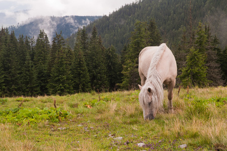 White horse on the mountain pasture. Carpathian mountains. Ukraine.の写真素材