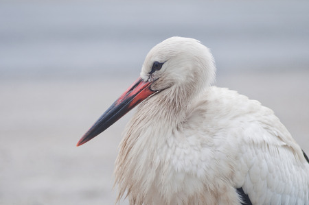 Close-up portrait of a stork with a light backgroundの写真素材