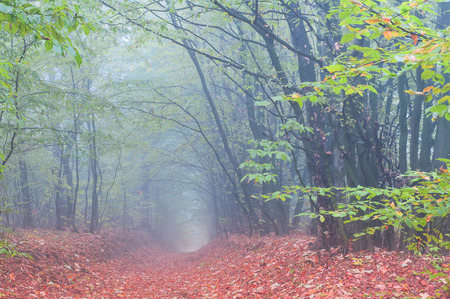 Misty morning in autumn forestの写真素材