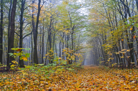 Misty morning in autumn forestの写真素材